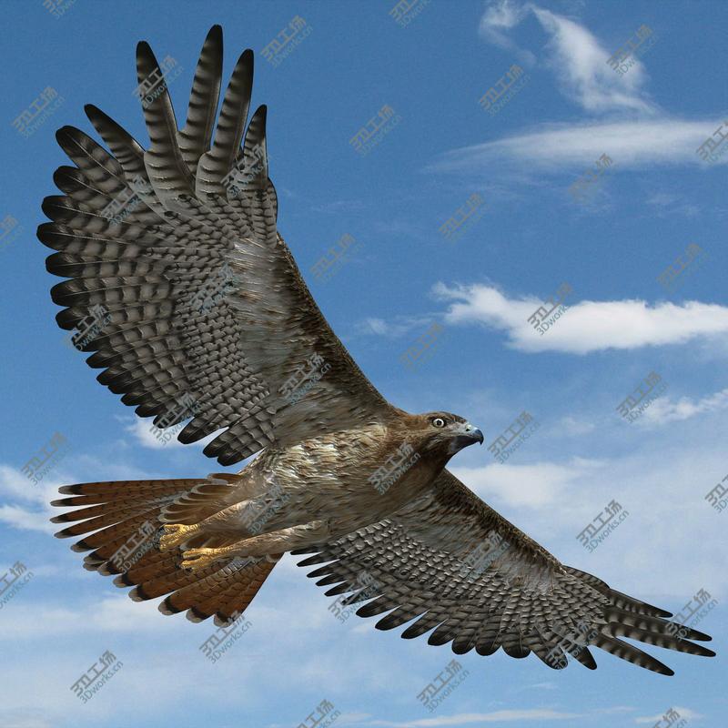 images/goods_img/202105074/Hawk (RIGGED)/2.jpg